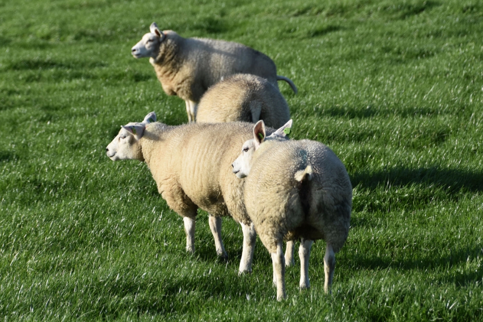 Schapen - Zoogdieren - 