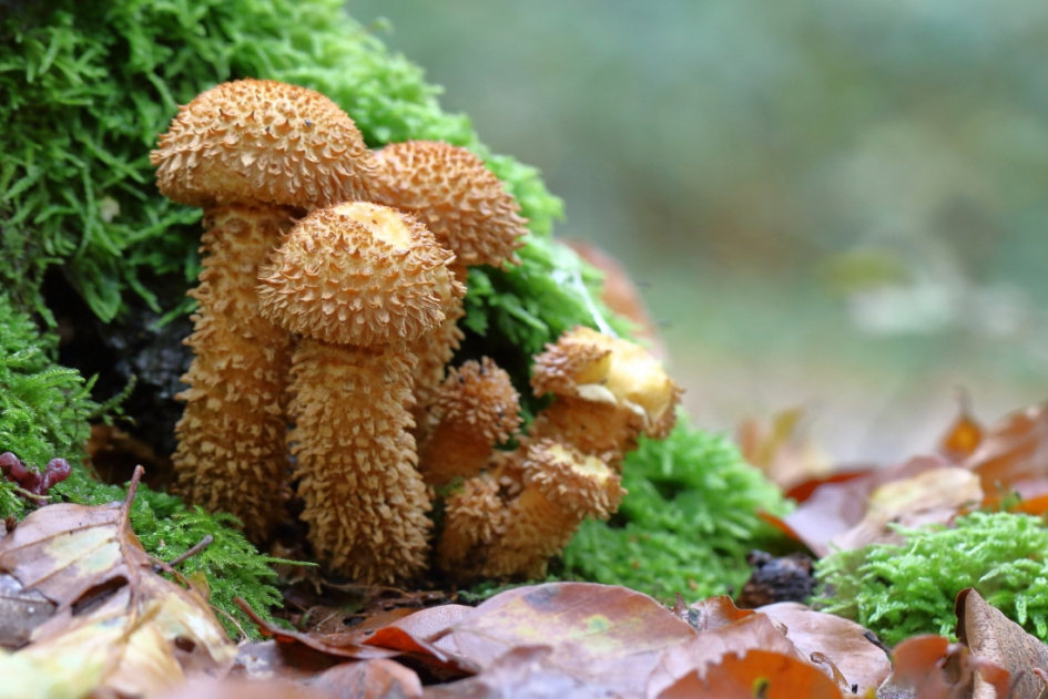 schubbige bundelzwam - Schimmels - schubbige bundelzwam