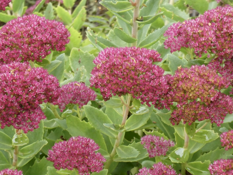 Sedem - Planten - 