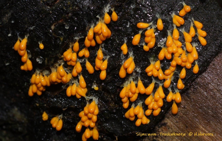 Slijmzwammetjes  (Troskalknetje) - Schimmels - Slijmzwammetjes  (Troskalknetje)