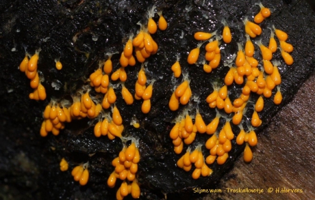 Slijmzwammetjes  (Troskalknetje)