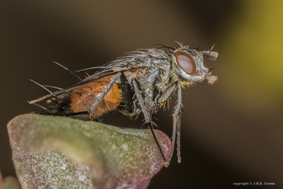Sluipvlieg (Eriothrix rufomaculata) - Geleedpotigen - Sluipvlieg