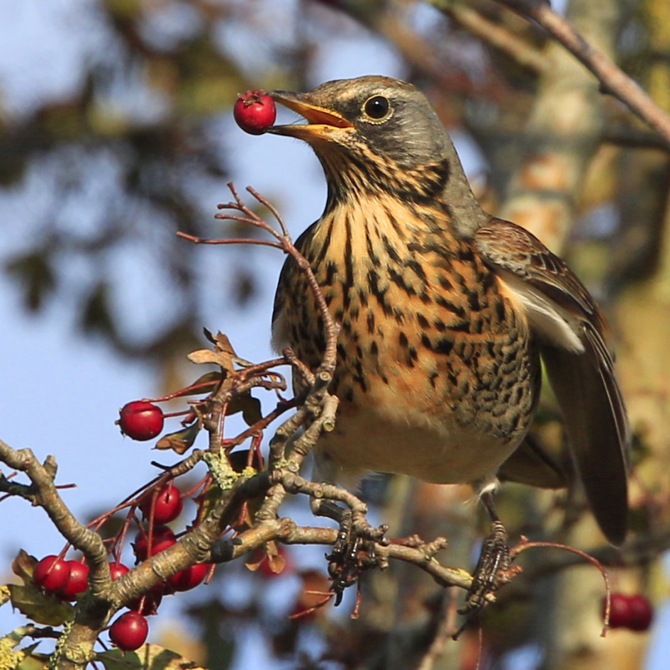 Smullen - Vogels - Kramsvogel