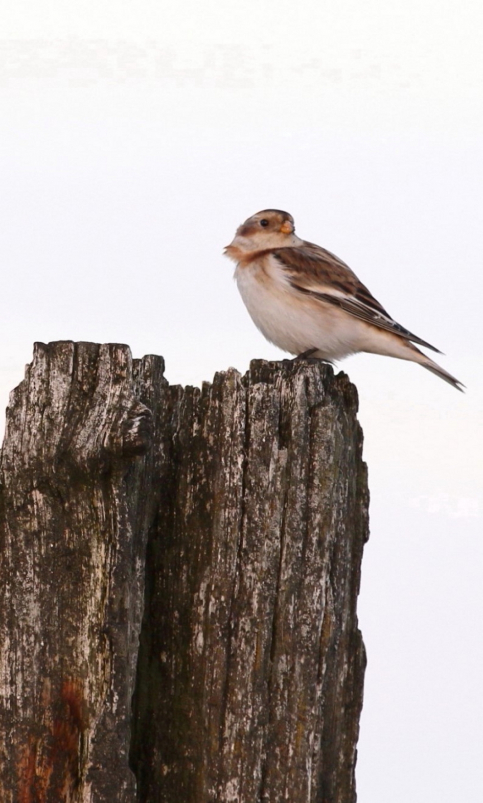 sneeuwgors - Vogels - sneeuwgors