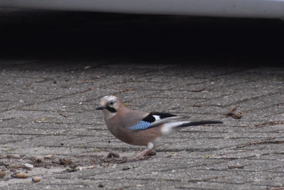 Gaai tussen geparkeerde auto’s - Vogels - 