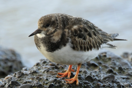 Steenloper in de regen ...
