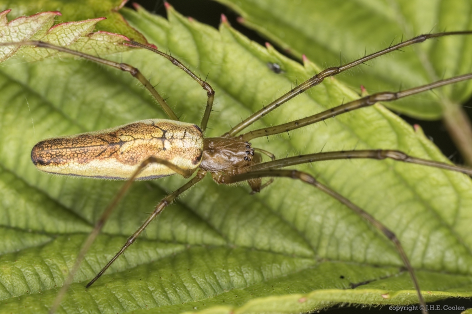 Strekspin - Geleedpotigen - Strekspin