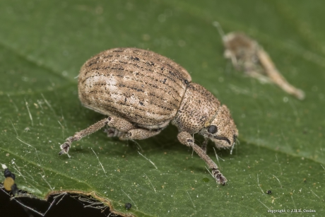 Strophosomuskever (Strophosoma melanogrammum)