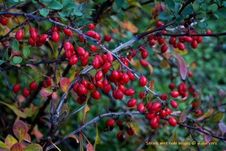 Struik met rode bessen