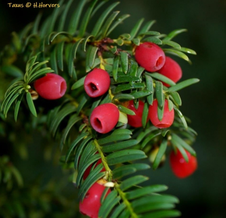 Taxus