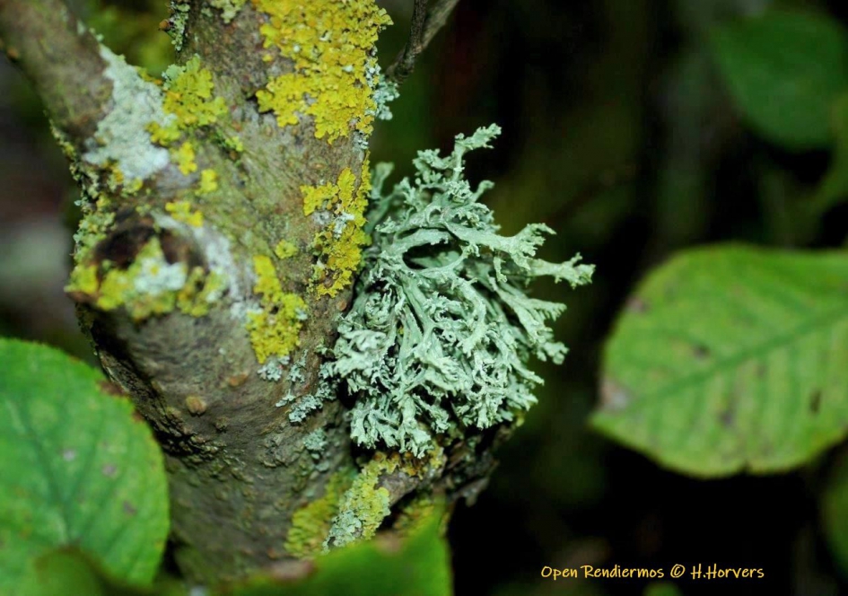 Toefje Open Rendiermos - Planten - Open Rendiermos
