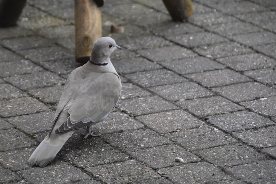 Tortel - Vogels - 