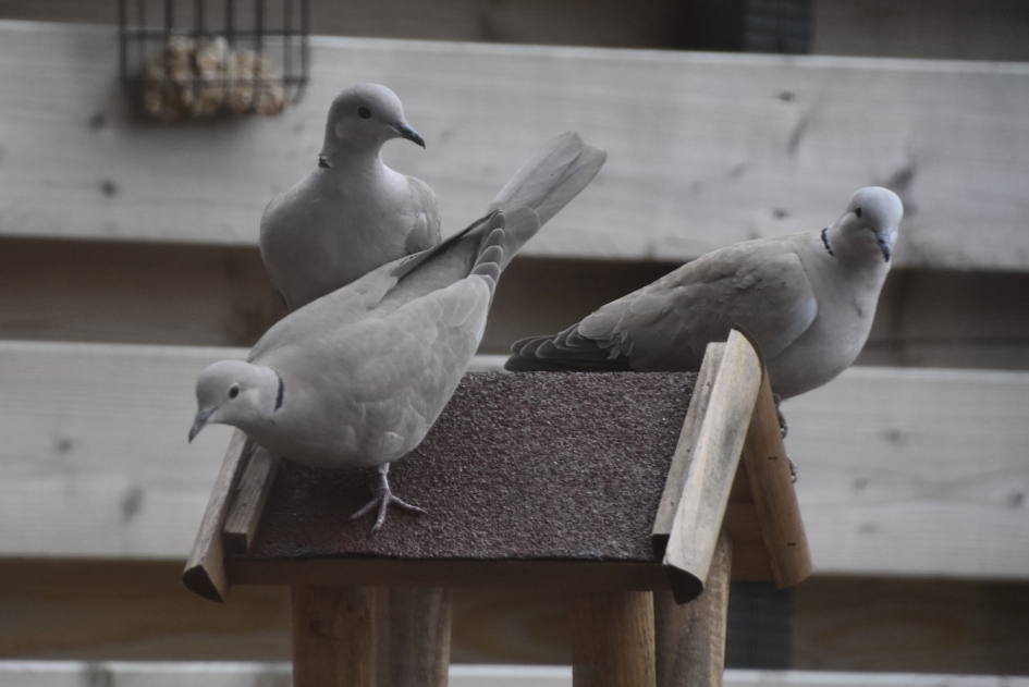 Tortel duiven - Vogels - 