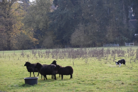 Training van herdershond bij schapen