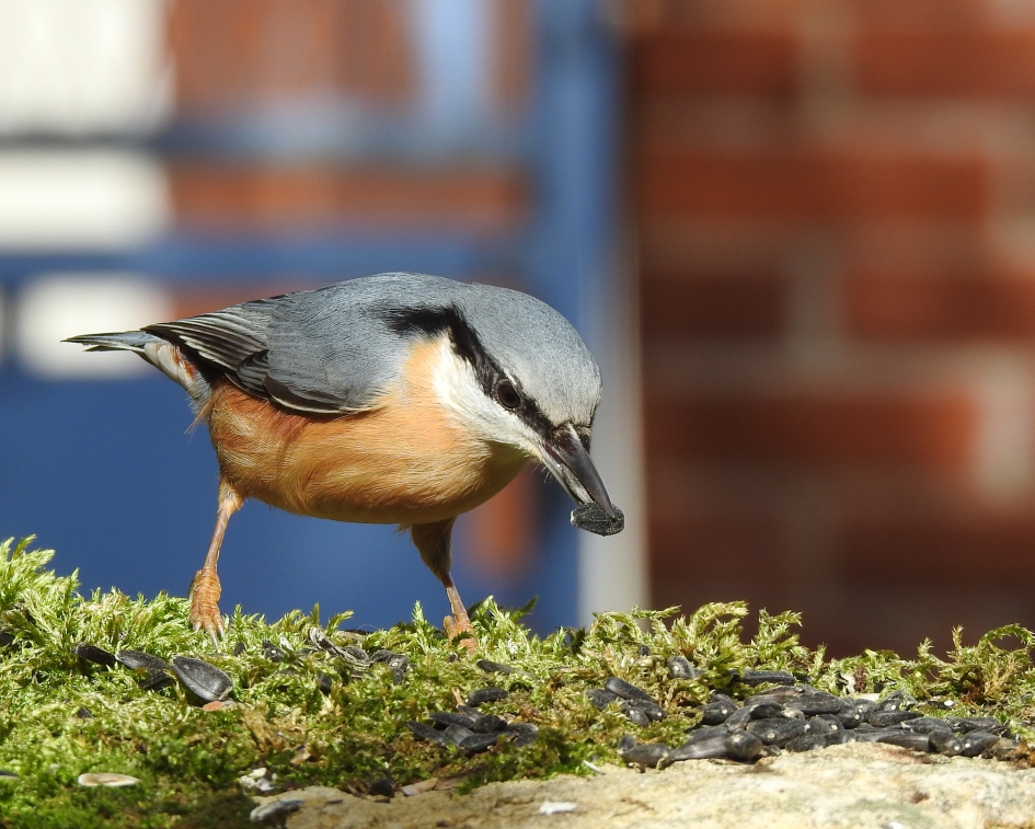 Traktatie - Vogels - Boomklever