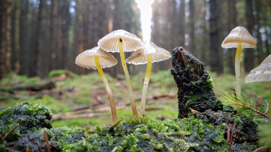 Trio. - Schimmels - Paddenstoel