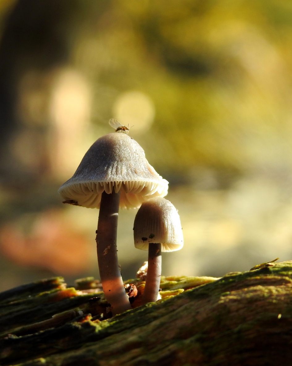 Uit hout gesneden - Schimmels - 