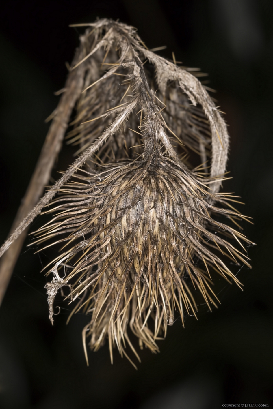 Uitgebloeid - Planten - Distel