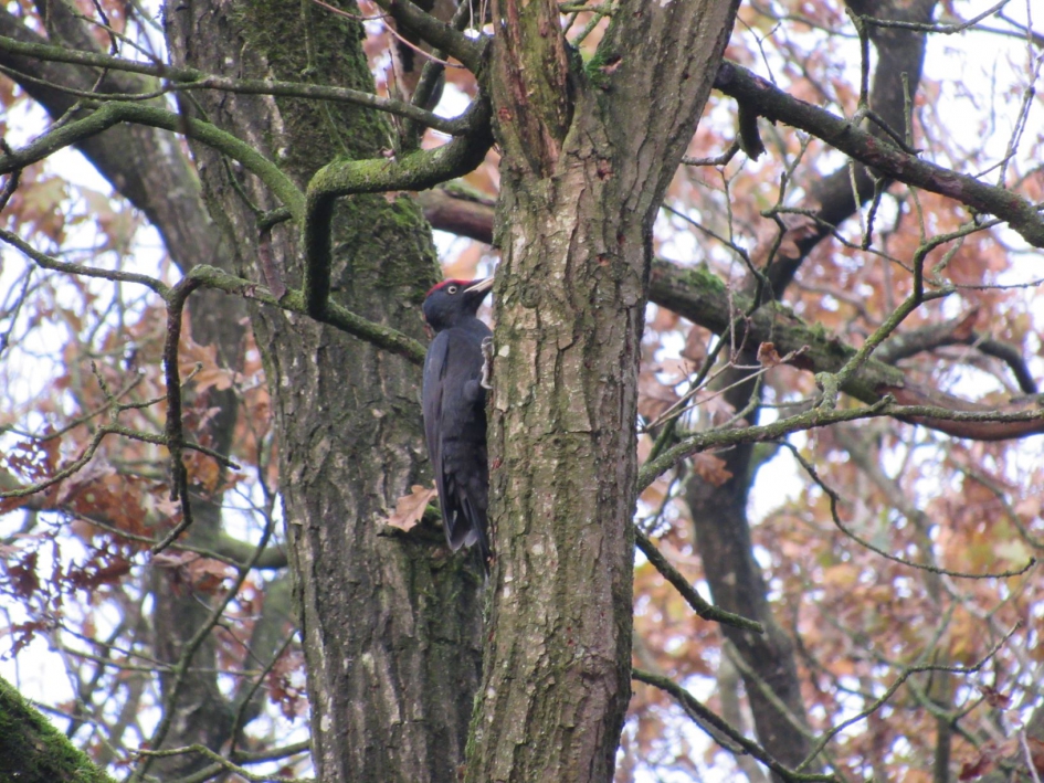 van morgen zwarte specht gezien - Vogels - zwarte specht