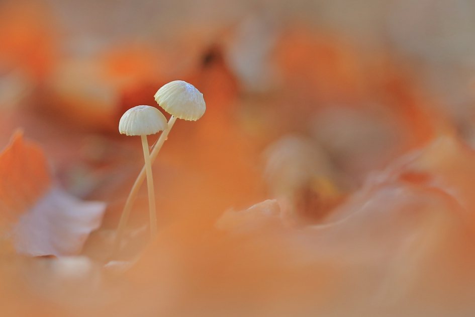 vasthoudend - Schimmels - 