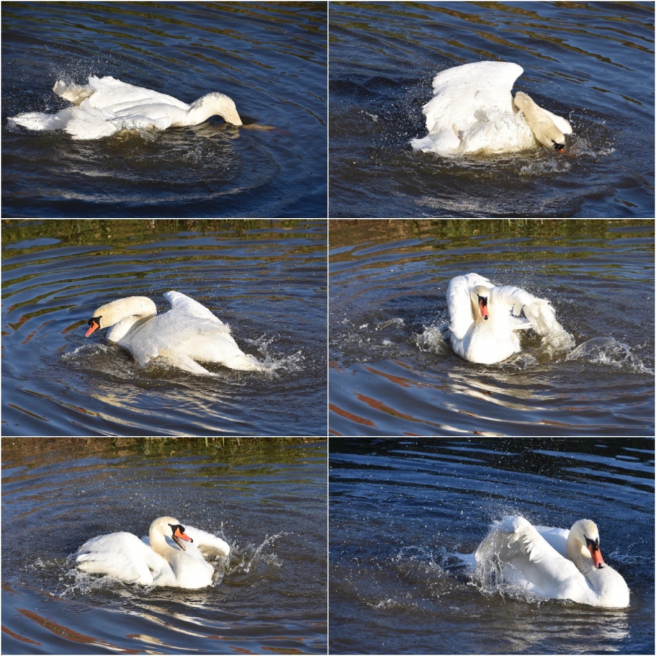 Veel bewegingen onder het poetsen.... - Vogels - 