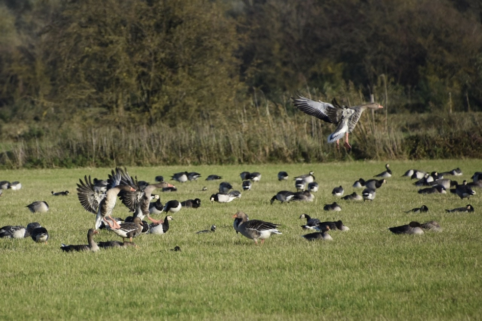 Veel ganzen - Vogels - 
