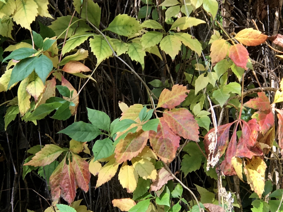 Veel kleuren - Planten - 