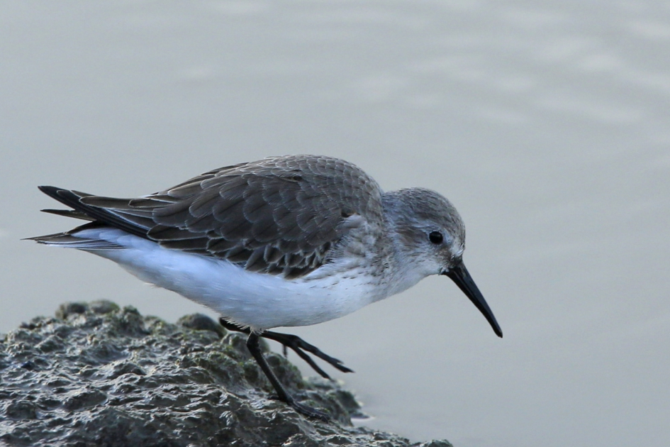Veel tinten grijs ... - Vogels - Bonte Strandloper