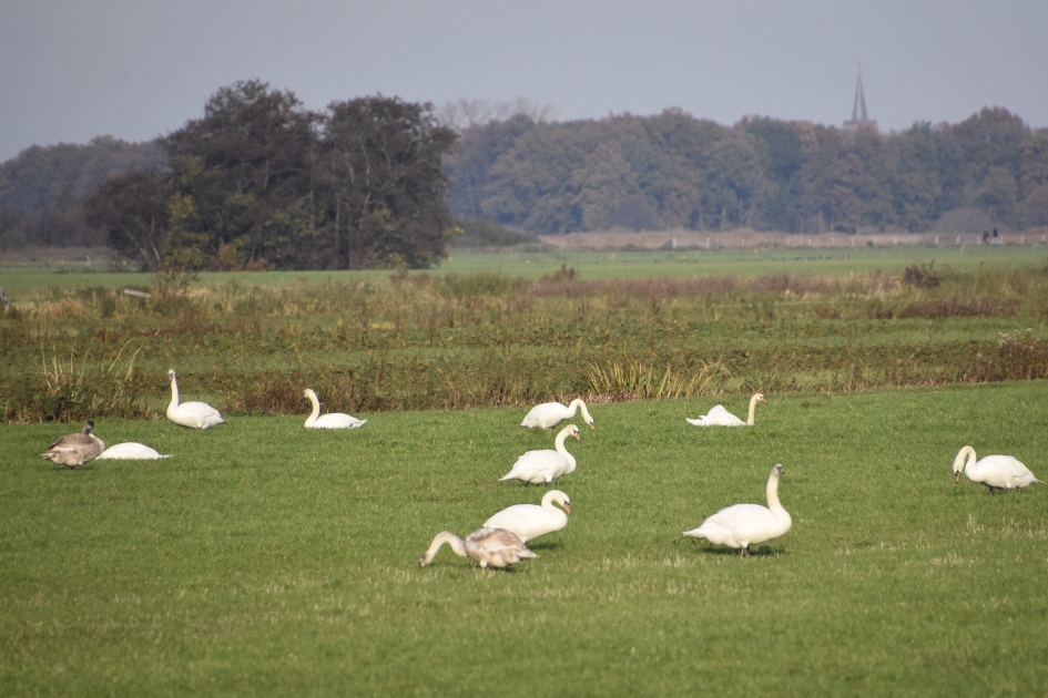 Veel zwanen - Vogels - 