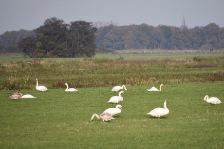 Veel zwanen