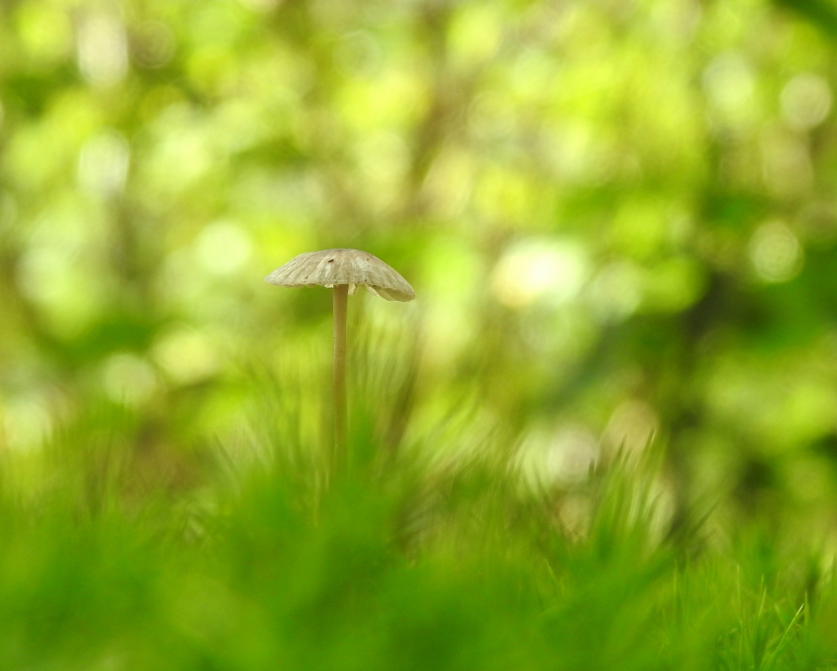 Verscholen in het gras - Schimmels - Mycena