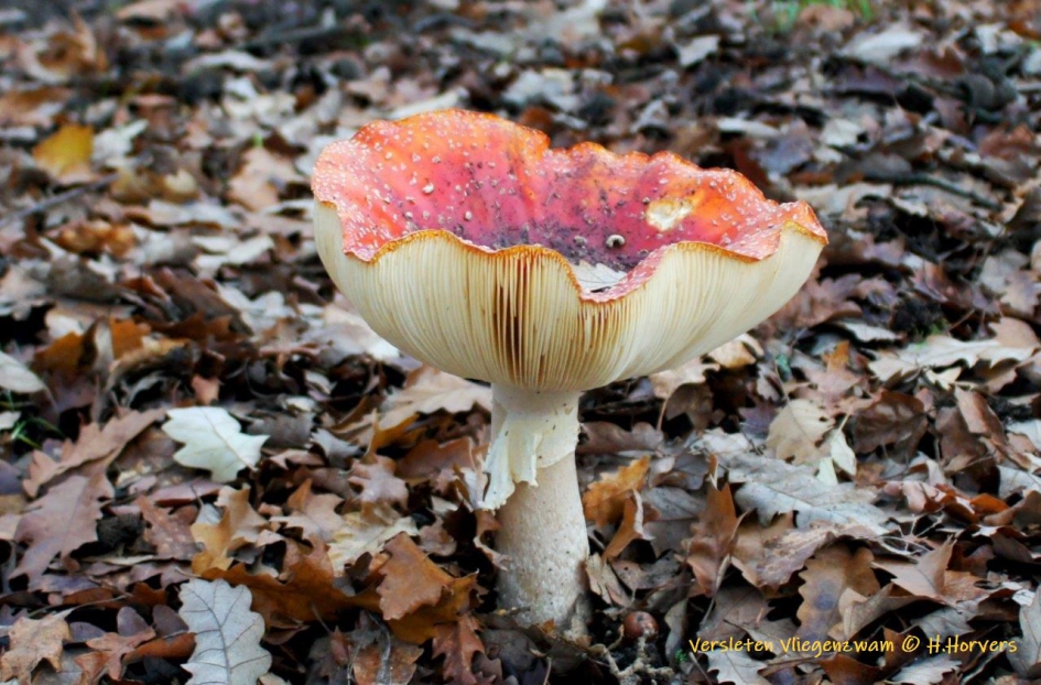 "Versleten" - Schimmels - Vliegenzwam