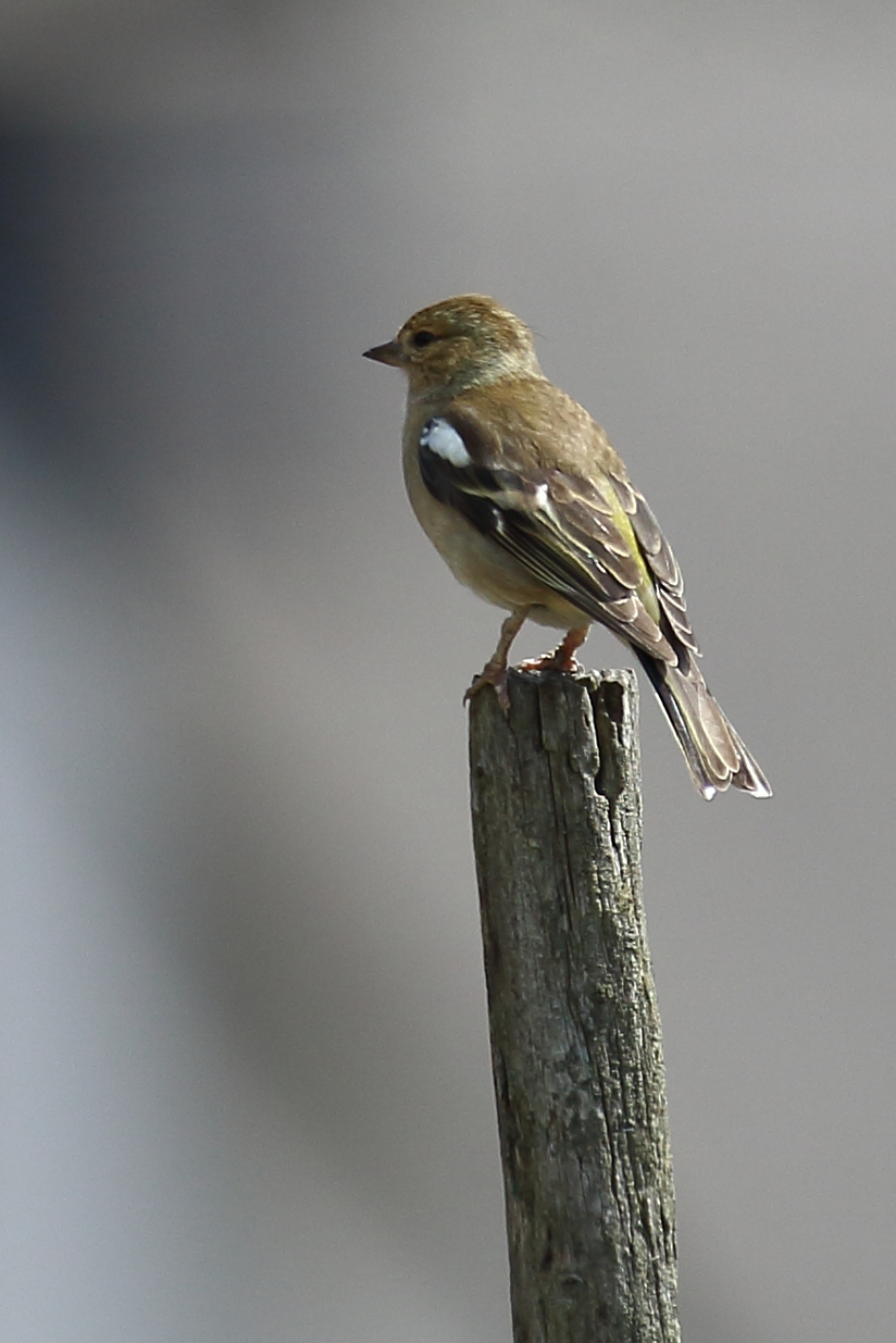 vink -v- - Vogels - vink