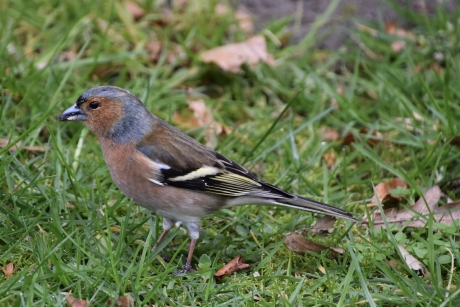Vink