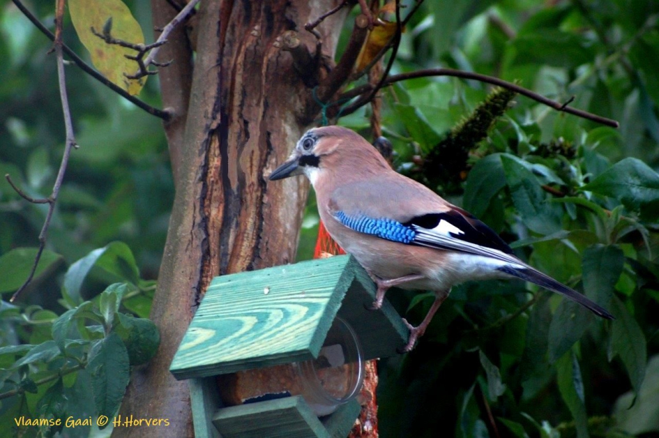Vlaamse Gaai op voederhuisje - Vogels - Vlaamse Gaai