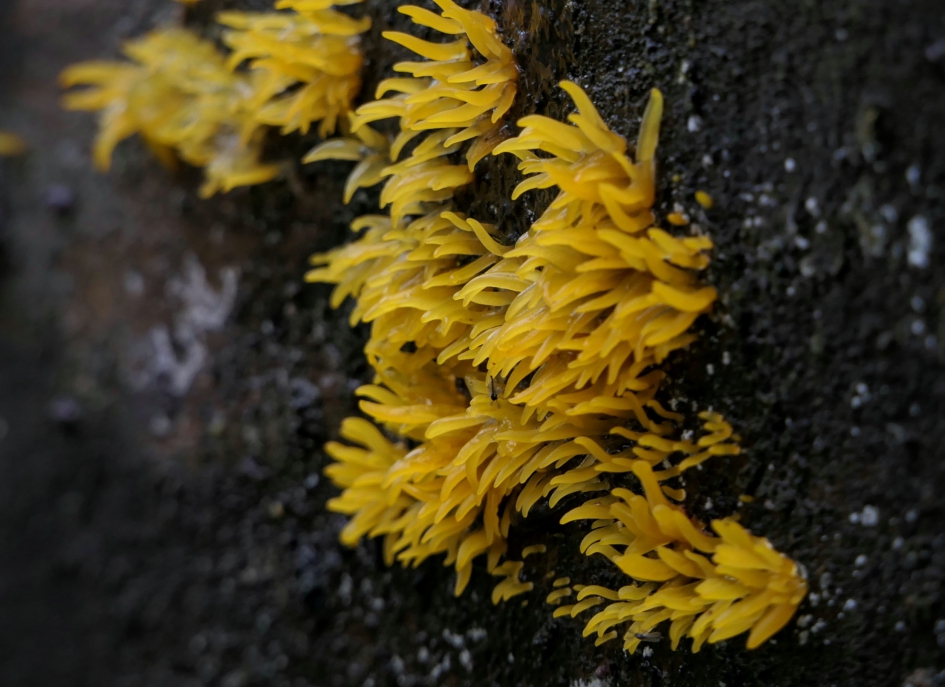 Vlammetjes. - Schimmels - Geel hoorntje
