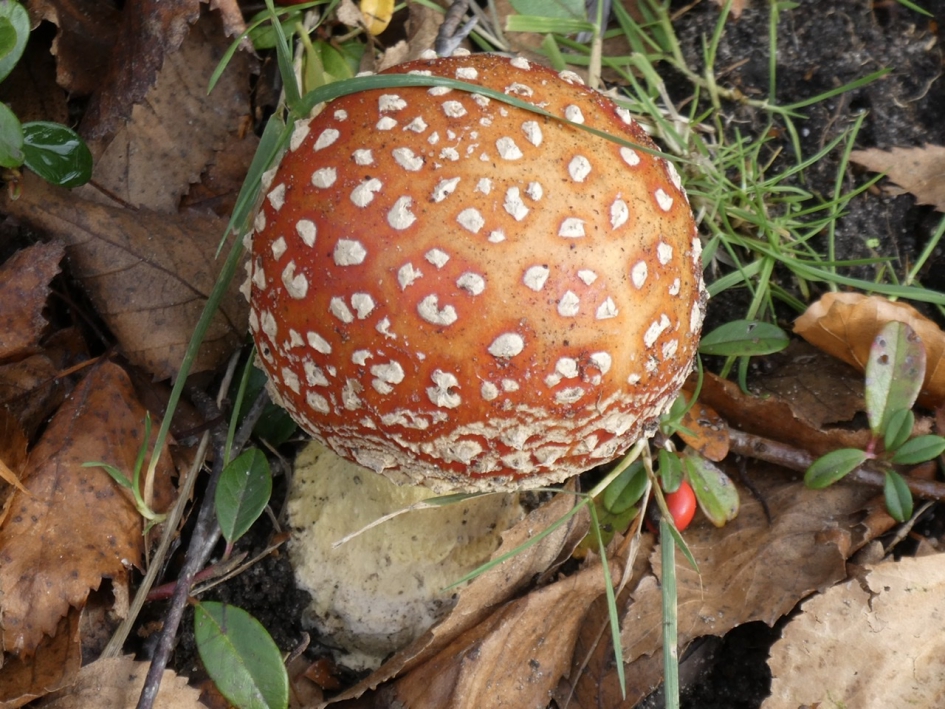 Vliegenzwam - Schimmels - 