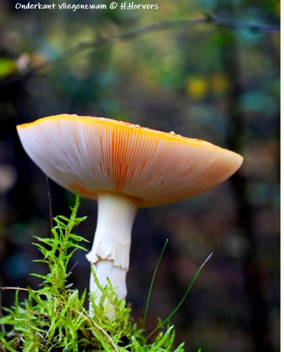 Vliegenzwam - Schimmels - Vliegenzwam