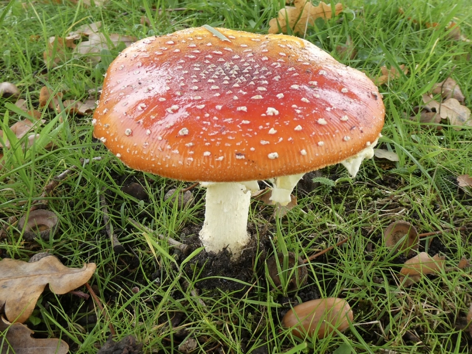 Vliegenzwam - Schimmels - 