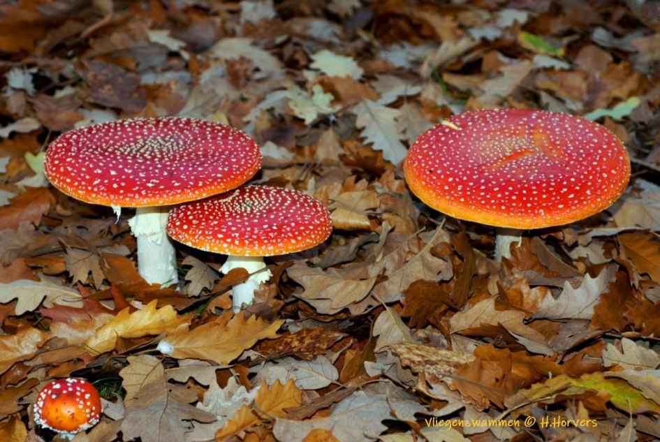 Vliegenzwammen - Schimmels - Vliegenzwammen