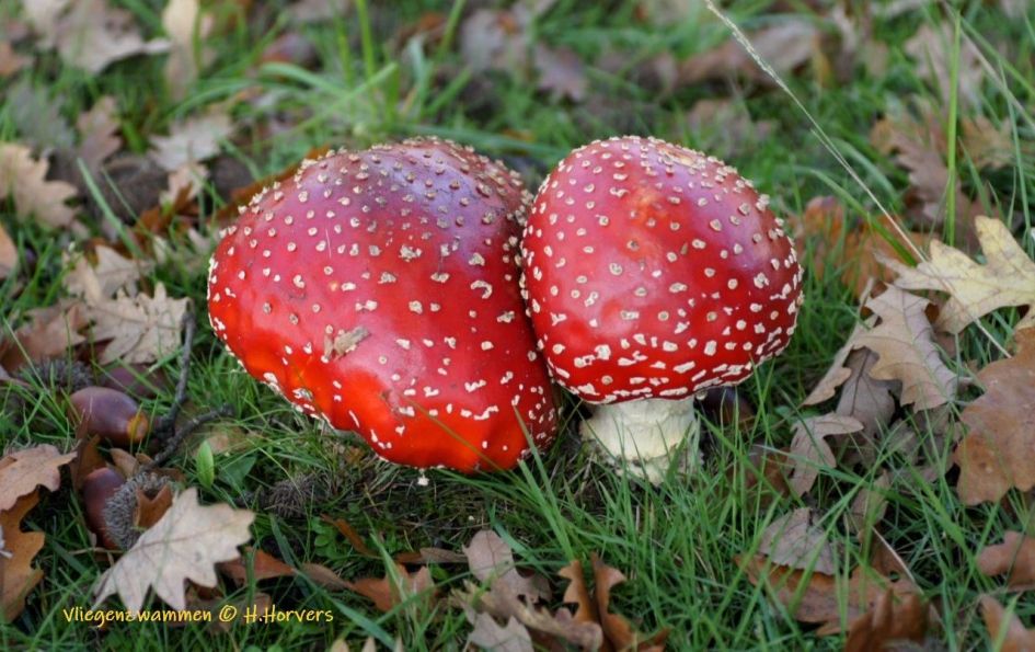 Vliegenzwammen - Schimmels - Vliegenzwammen