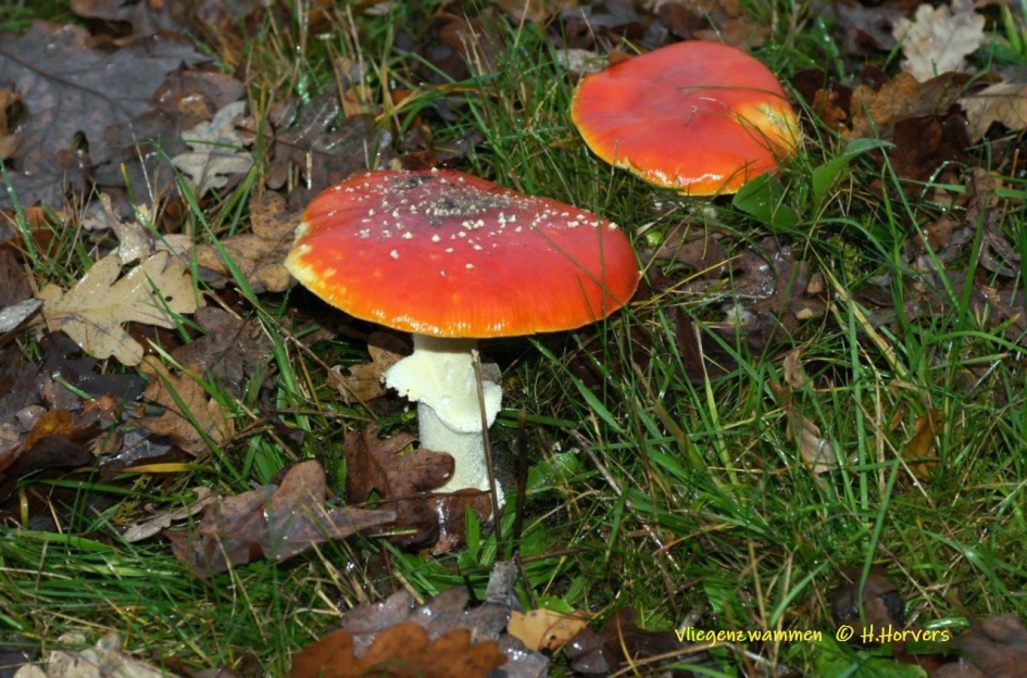 Vliegenzwammen - Schimmels - Vliegenzwammen