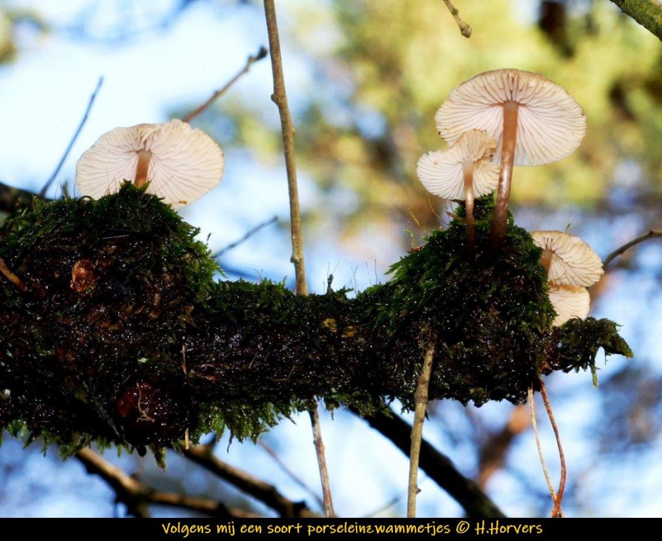 Volgens mij een soort porseleinzwammetjes - Schimmels - 