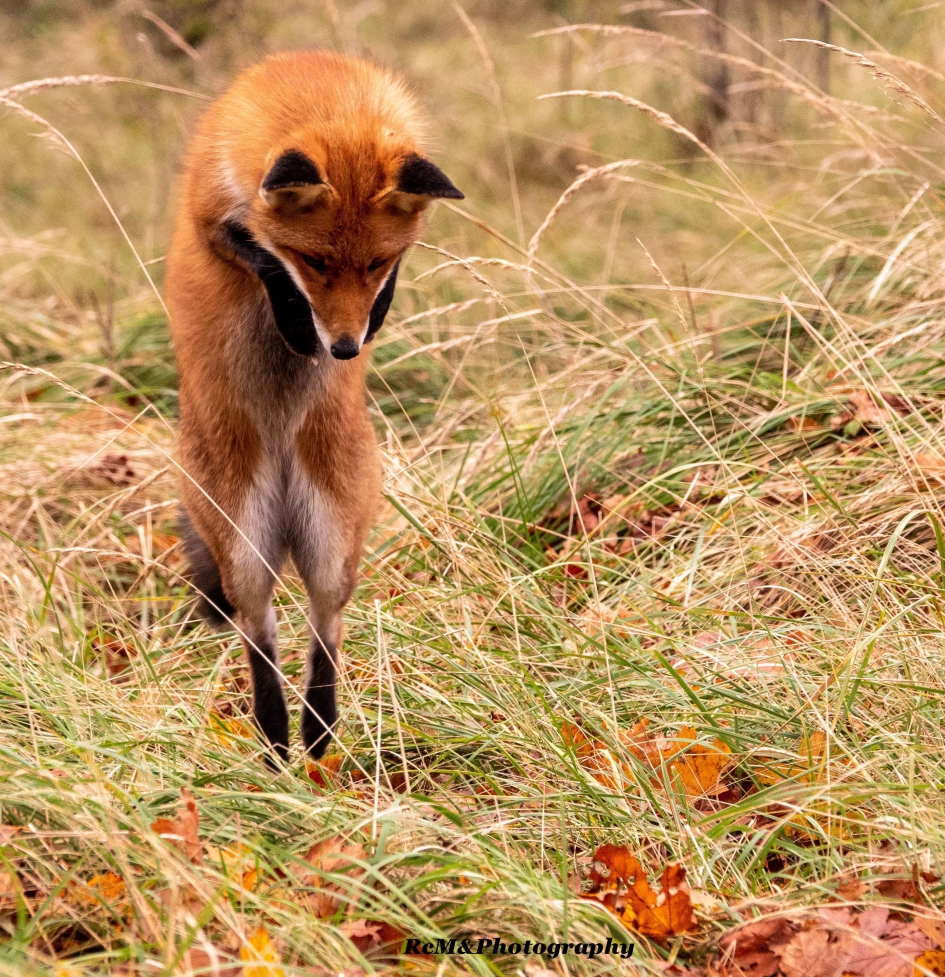 Vos. - Zoogdieren - Vos.