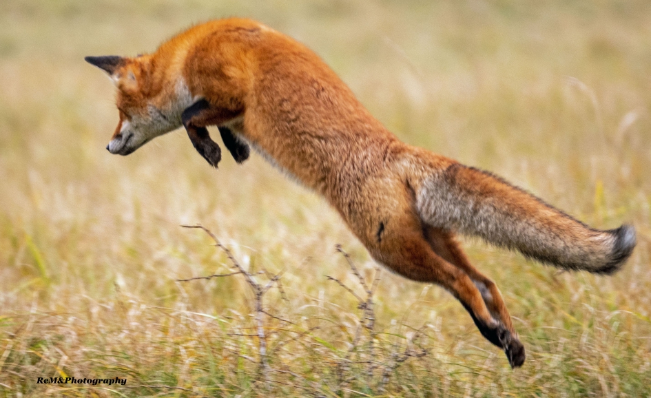 Vos. - Zoogdieren - Vos.