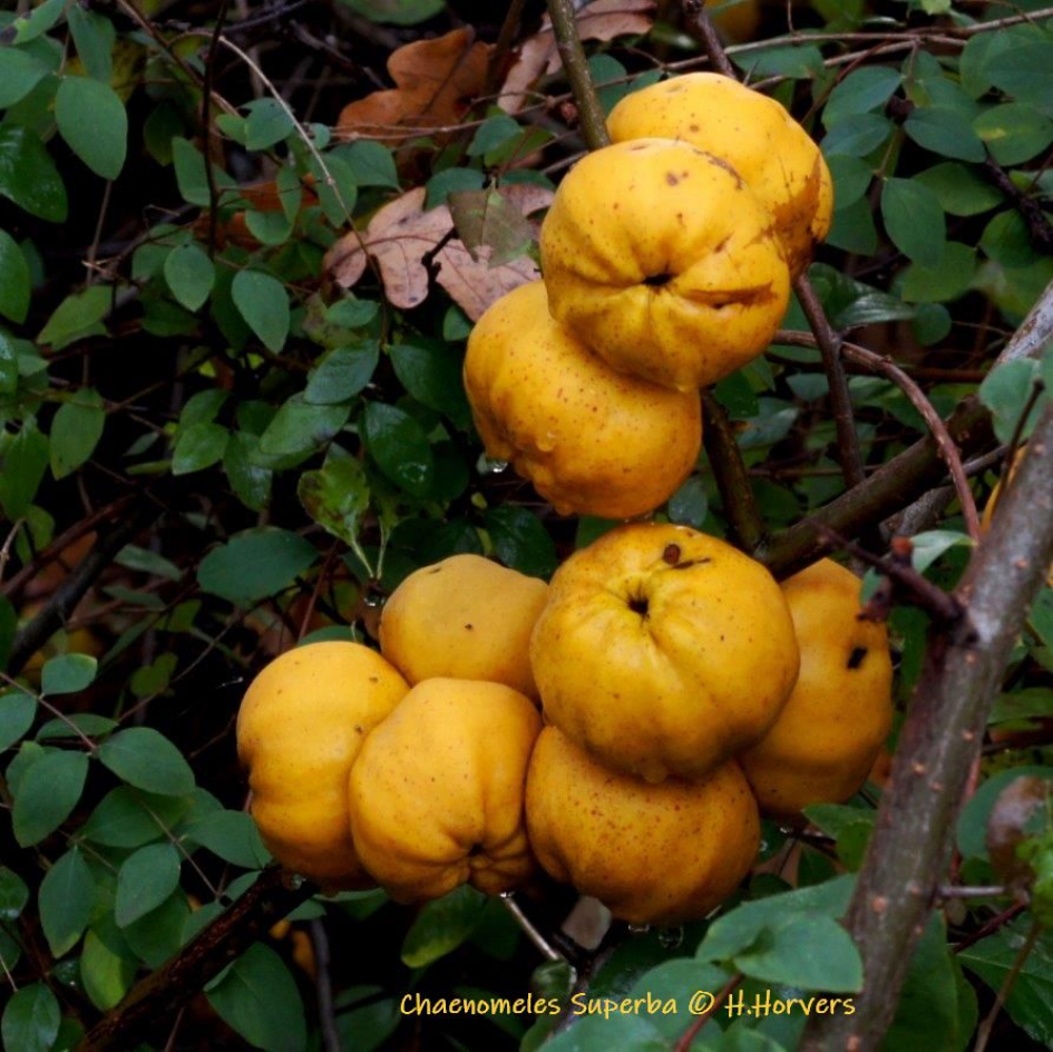 Vruchten - Japanse Kwee "Chaenomeles Superba" - Planten - Japanse Kwee