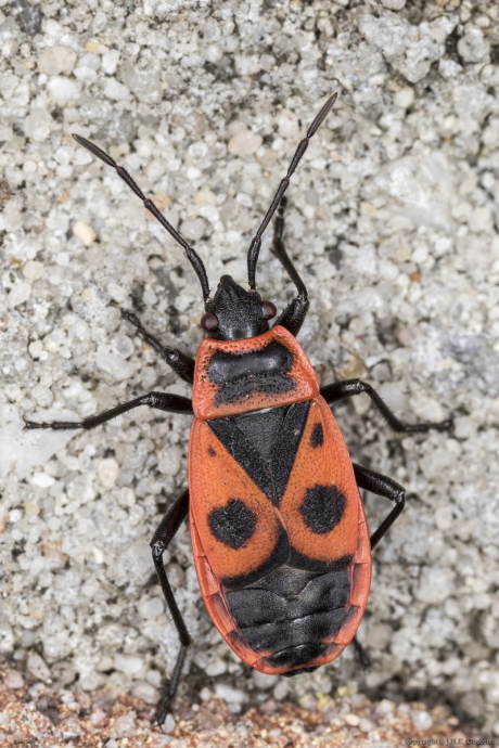 Vuurwants (Pyrrhocoris apterus)