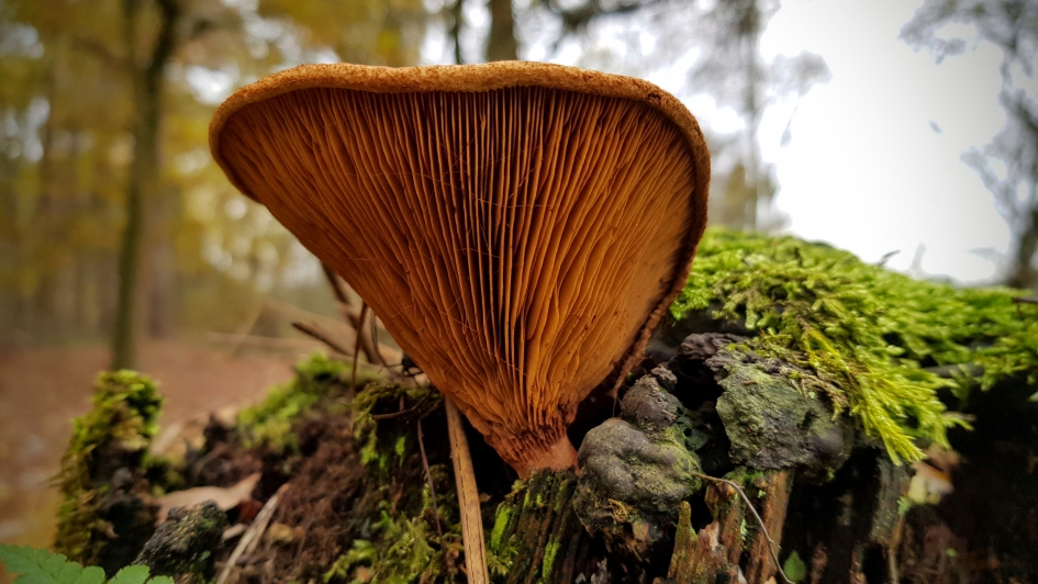 "Waaier" - Schimmels - Gewone krulzoom