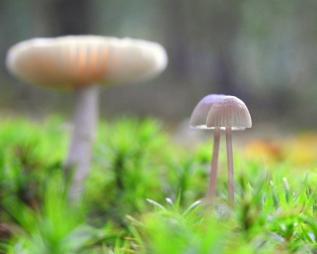 Want jij bent groot en wij zijn klein