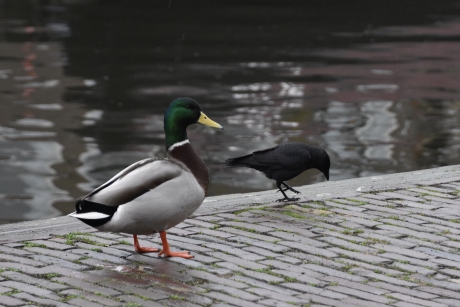 Wat doe jij hier...
